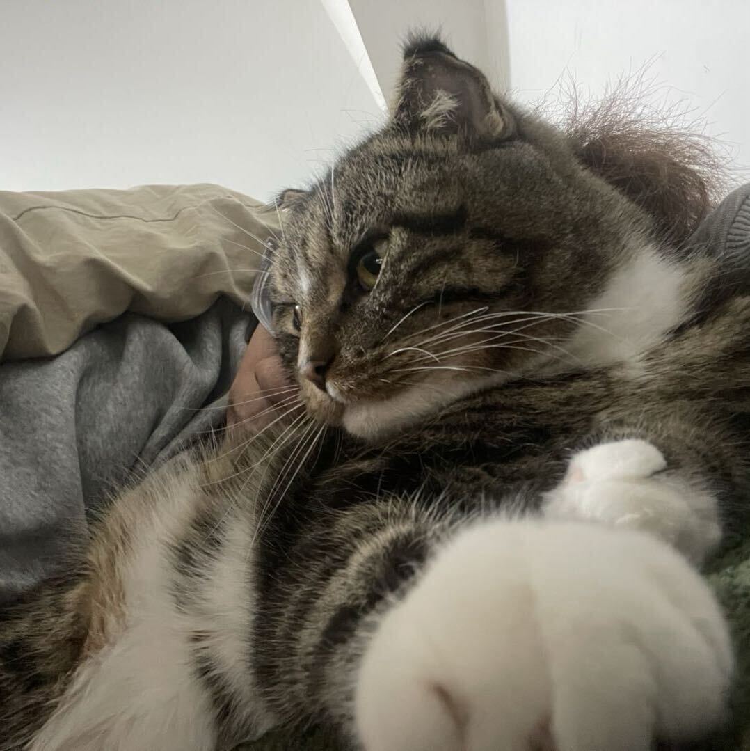 ovo 的猫咪头像